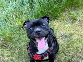 confirmed pregnancy staffordshire bull terrier pups