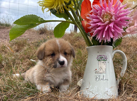 KC Pembrokeshire Corgi Puppies with Champion Breeding