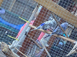 Budgies pairs