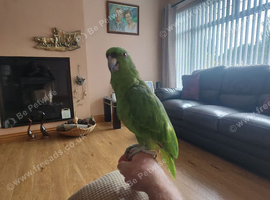 Yellow naped Amazon