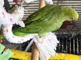 Indian ringneck parrot