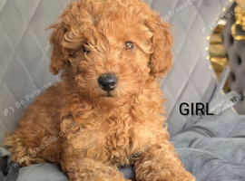 Fox red toy poodles KC reg