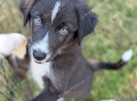 NOW REDUCED available last little one, female B&W