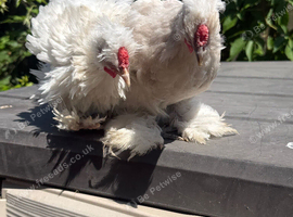 Pekin/silkie