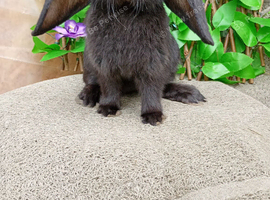 French lop ready now