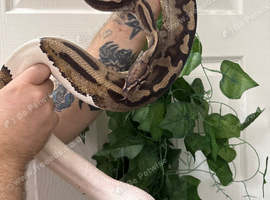 Various Ball Pythons for rehoming
