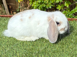 Pure bred mini lop .