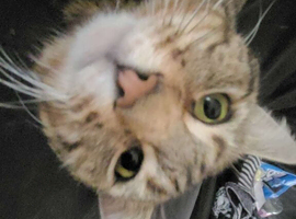 cat