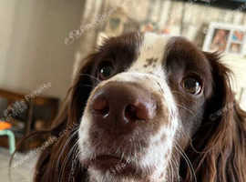 DROP IN  or House Sitting  SERVICE FOR DOGS OR CATS  BLACKPOOL LANCS