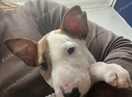 Only 3 x Left ready for their forever homes