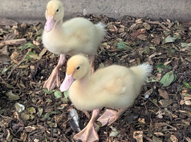 Two Aylesbury ducklings