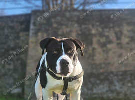 Staffy Cross American Bulldog For Stud