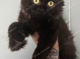 Persian x Ragdoll mix
