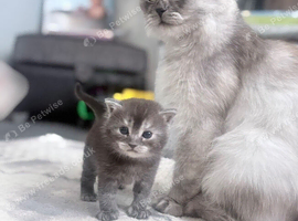 Pedigree British longhair kittens