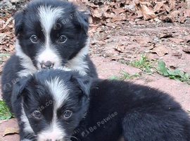 Gorgeous traditional collie pups for sale