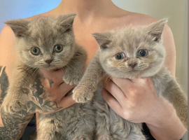 4 stunning kittens