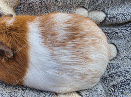 female baby guinea pigs