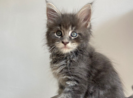 GCCF Maine Coon kittens