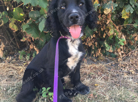 Cocker spaniel puppy