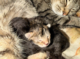 Tabby x Persian x ragdoll kittens for sale