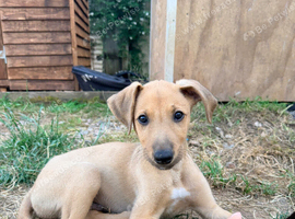 5 boys available
