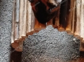 Guinea pig