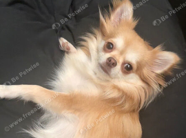 Long haired Chihuahua litter due!