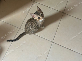 Female bengal kitten looking for a loving home