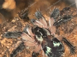 Brazilian jewel tarantula