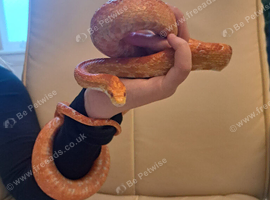 Henri, Friendly Melanistic Corn Snake with Complete Setup