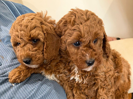 Beautiful Red Cavapoo&rsquo;s