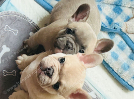 French bulldogs