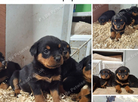 Female rottweiler pup