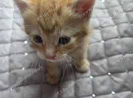 3 kittens looking for a good home, 2 boys, one girl