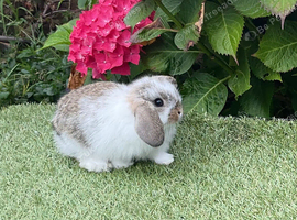 Pure bred mini lop baby boy .