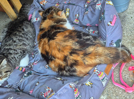 Exotics kittens