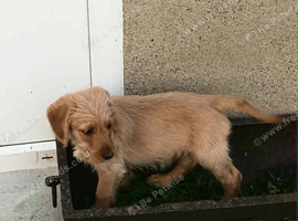 READY NOW. GOLDEN MINIATURE LABRADOODLE BOYS FROM 5* LICENCED BREEDER.