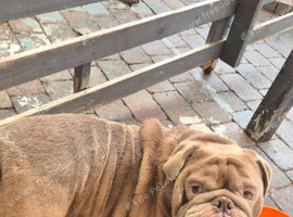 Dog