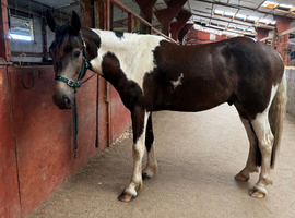 Buckskin beautiful 15.1 gelding