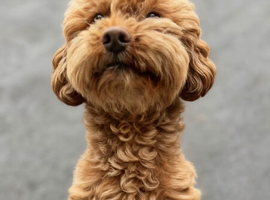 Miniature poodle for sale
