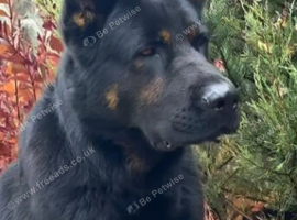 Kc reg proven big boned gsd
