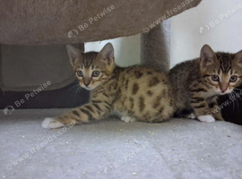 Last available male kitten