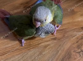 Green Cheek Baby Conures