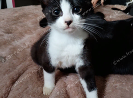 2 ten week old kittens. 1 black and white, 1 black
