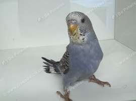 Beautiful baby budgies for sale