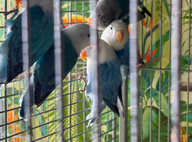 Baby lovebirds Glasgow