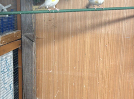 Siberian goldfinch