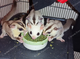 Breeding trio