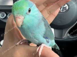 Beautiful Hand Tame Baby Parrotlet