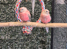 Beautiful Rosa Bourke&rsquo;s Parakeet Pair &ndash; Healthy Birds
